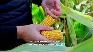 Poznaj kukurydzę Wileda od Agrii!