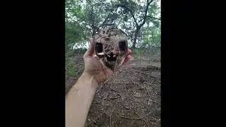 Guanacaste - Where Jaguars Meet the Sea