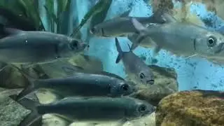 Fish Tank wonderful attractive clip