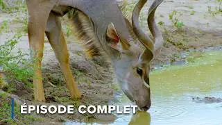 Prédateur vs. Proie : Chaîne alimentaire dans la savane africaine | Icônes de la vie sauvage 105
