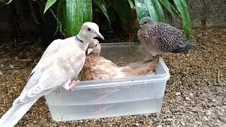 Bath Time | Doves