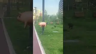 Свинка у Москва сити