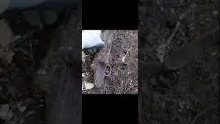 Oднажды в лесу...  #shorts  #коп #metaldetecting