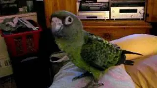 Our Jardine Parrot being farted on!   LOL LOL  : P