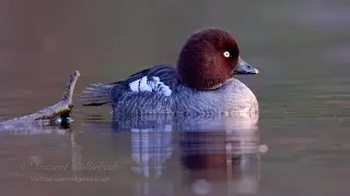 Common Goldeneye (Bucephala clangula ♀) / Schellente