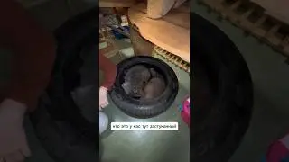 Тима и Монти в колесе ⚙️