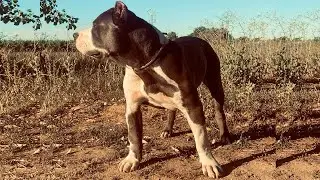 AMERICAN BULLY XL ESPAÑA