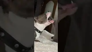 бокс кота и собаки