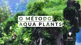 Como cuidar de um aquário plantado - Dicas - Iniciantes
