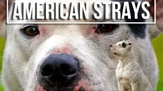 American Strays Project Release of Detroit Dog Data Announcement