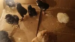 Karton Kutudan Kuluçka Makinesi-Bölüm 12-SON