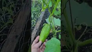 WHAT'S IN MY GARDEN 2022 | GARDENING NORTHERN MICHIGAN | VEGETABLE GARDENING #SHORTS