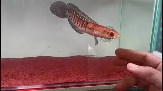 Maru Yellow Sentarum