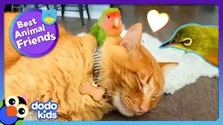 Absurd Birds Have The Strangest Best Friends | Dodo Kids | Best Animal Friends