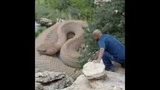 Гиганские удавы и анаконды