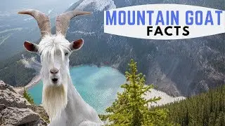 Fun & Interesting Mountain Goat Facts!