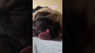 У мопса выпал язык 🙀#собака #шифа #pug #мопсы
