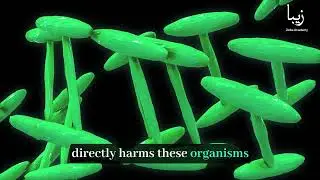 The Hidden World of Microscopic Fauna: Discovering Tiny Creatures with Big Impacts