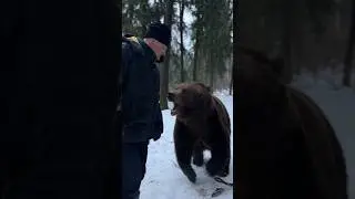 Tough bear games.