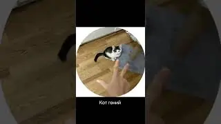 This cat is a genius... | Video author: @shmardo