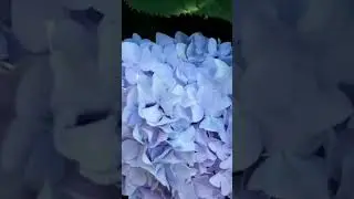 Гортензії в моєму саду. Літо 2023 р.