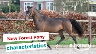 New Forest Pony  | characteristics, origin & disciplines