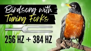 Birdsong & Tuning Forks: Relaxation I Wish I Found Sooner