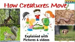 HOW CREATURES MOVE | Class 3 English Unit 10  | HOW CREATURES MOVE Poem Hindi Explanation