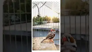 Zebra Finch Birds || Color Birds