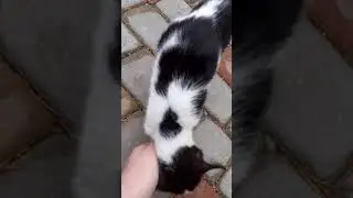 Гайд как приручить дикого котёнка