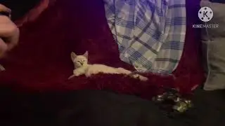 Self Aware Kitten Posing for Glamour Shots
