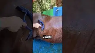 Why do horses foam? 🐎🫧🤔❓ 
