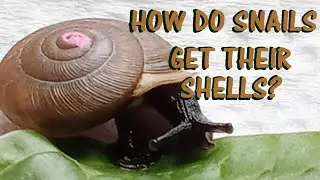 How Snails Get Their Shells And What They're Made Of