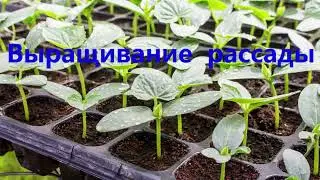Выращивание рассады