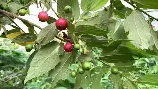 Jamaican cherry tree, Muntingia calabura strawberry tree, yummy fruits￼￼ July 2, 2023