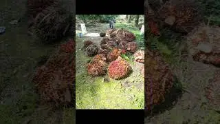 #petanisawitindonesia #rxking #rxkingnusantara #djviral #buruhsawit