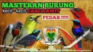 masteran murai full tembakan bikin lawan drop