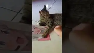 Udah Ga Ketolong Nih Kucing