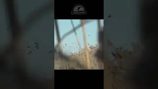 Сотни 2-3 на манок. #shorts