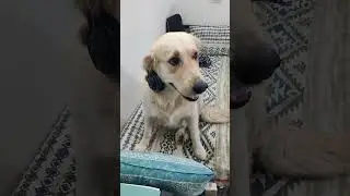 I'm in love With This Golden Retriever🐶 #viral #youtube #puppy #dog #trending #enjoy #happy #cute