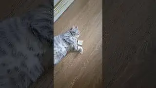 #смех #юмор #приколы #sorts #посмеяться #приколысживотными #прикольнаяозвучка #кошки_приколы