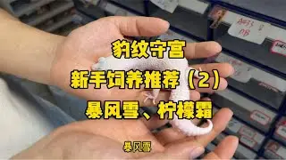 豹纹守宫新手饲养推荐（2）暴风雪、柠檬