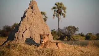 Mombo Camp Botswana | On Safari at Mombo in the Okavango Delta