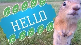 ОЧЕНЬ МНОГО СУСЛИКОВ! Остров Татышев. Красноярск