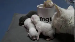 My new friends with 24 hours old