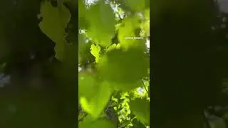 #парк #бишкеке