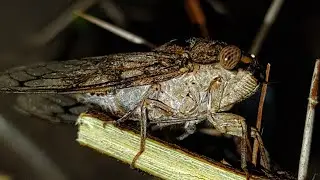 Shrilling sound of The Indian cicada😈