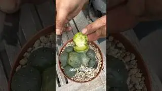 Rotting cactus update! What do you think? And how to root a blob?🙏🏻 #howtorootacactus #plantrescue