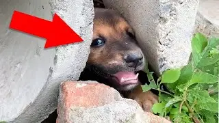 Этих Животных Пытались Спасти в Самый Последний Момент! Топ 10