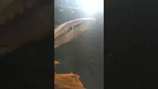 Jacundá pegando tenébrio na mão.